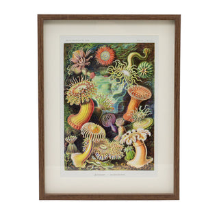 Framed Ocean Sea Plant Prints Botanical Wall Art Pictures For Walls - Portrait
