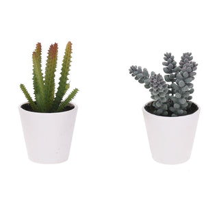 Artificial Fake Succulent Plant With Decorative Pot ~ Design Varies, One Supplied