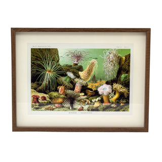 Framed Ocean Sea Plant Prints Botanical Wall Art Pictures For Walls - Landscape