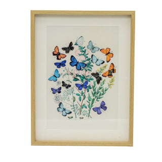 Framed Butterfly Prints | Wildlife Butterflies Pictures For Walls - 31x41cm