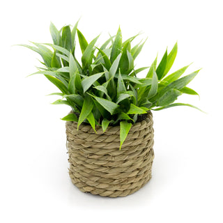 14cm Artificial Plant In Decorative Rope Planter Small Fake Plant | Plant Pots Indoor Ferns Decorative Artificial Plant | Faux Artificial Potted Plant - Design Varies One Supplied