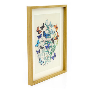 Framed Butterfly Prints | Wildlife Butterflies Pictures For Walls - 31x41cm