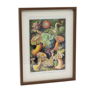 Framed Ocean Sea Plant Prints Botanical Wall Art Pictures For Walls - Portrait