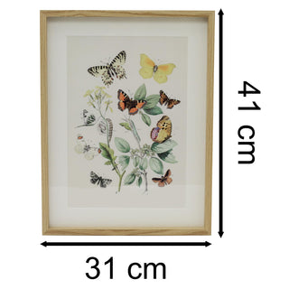 Framed Butterfly Prints | Wildlife Butterflies Pictures For Walls - 31x41cm