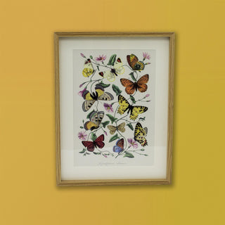 Framed Butterfly Prints | Wildlife Butterflies Pictures For Walls - 31x41cm