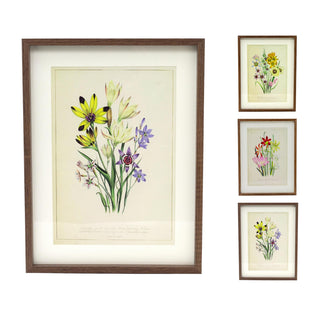 Framed Wildflower Prints | Botanical Prints Floral Pictures For Walls - 31x41cm