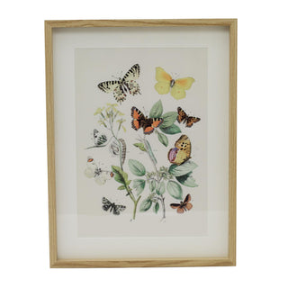 Framed Butterfly Prints | Wildlife Butterflies Pictures For Walls - 31x41cm