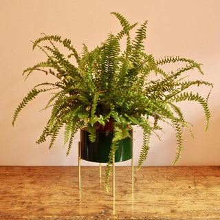 Small Gold Lined Ceramic Cache Plant Pot Planter With Stand